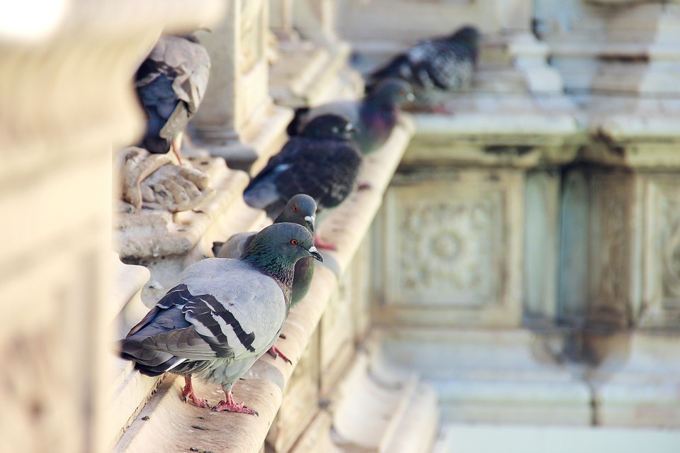 Gel repulsif anti pigeon bird free unite