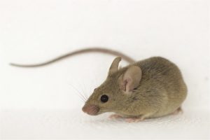 souris-mus-musculus