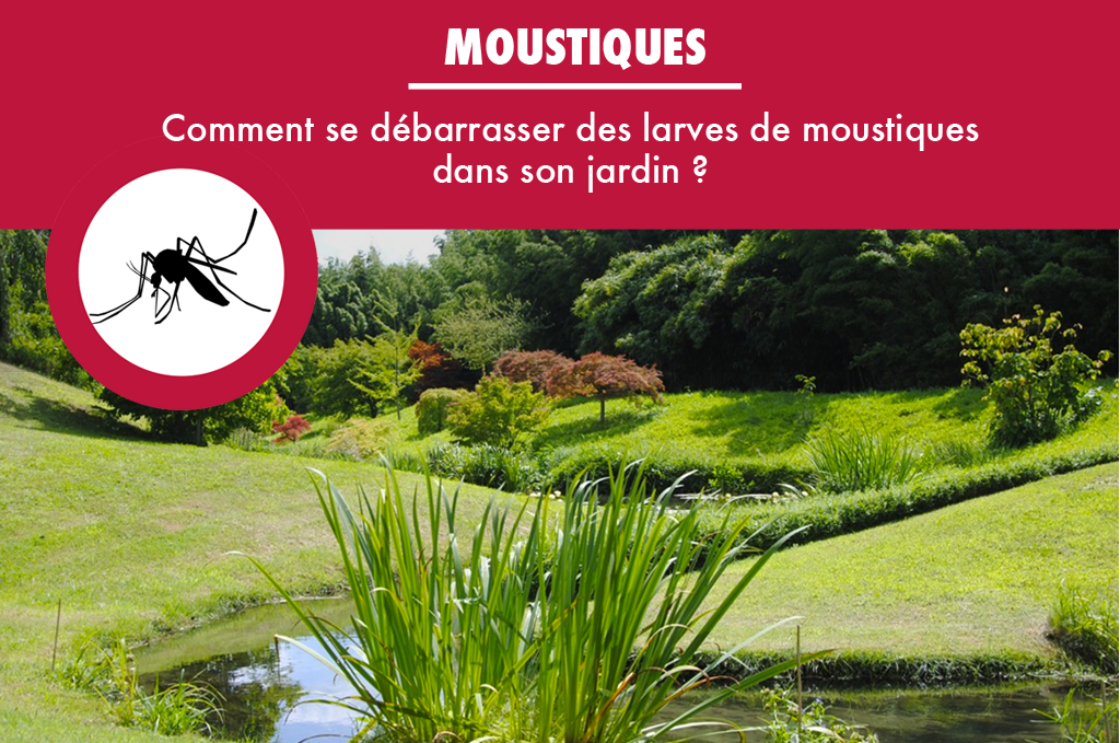 Comment Se Debarrasser Des Moustiques comment-se-debarrasser-des-larves-de-moustiques - Arsenal Solution